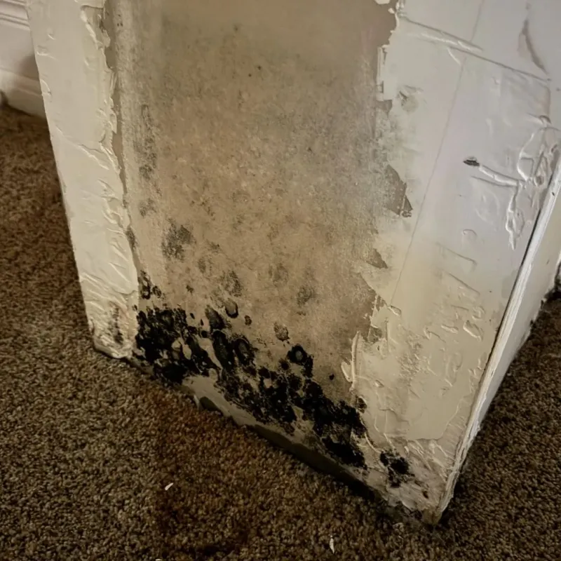 Professional Mold Removal in Gatesville, TX